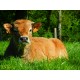 Colis veau aubrac (Grillades)