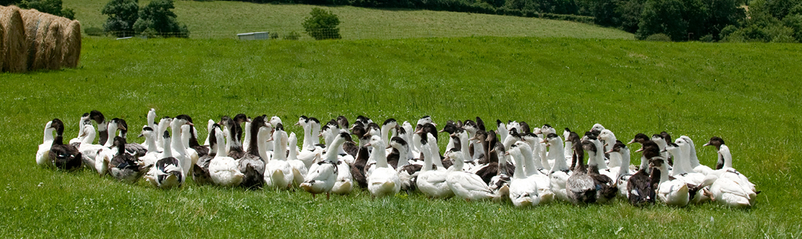 ferme-palayret-canard-01.jpg