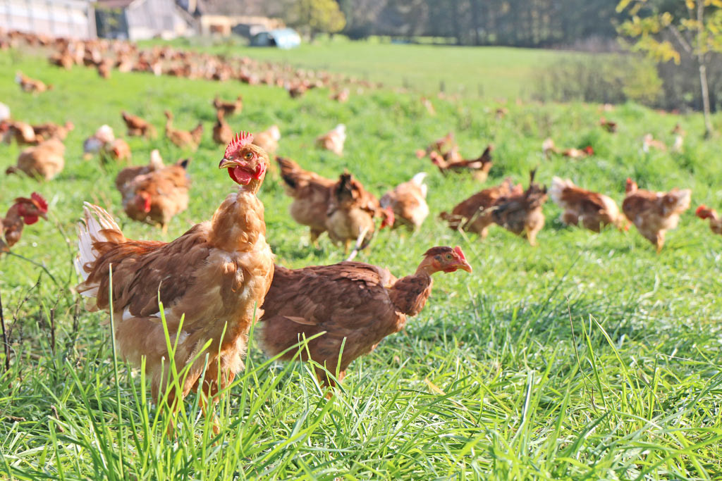 Ferme de Palayret - Canard