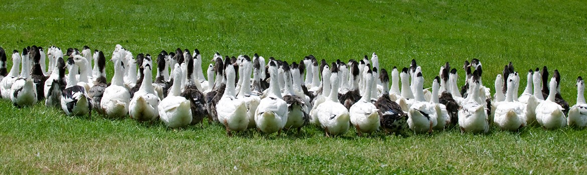 Ferme de Palayret - Canard