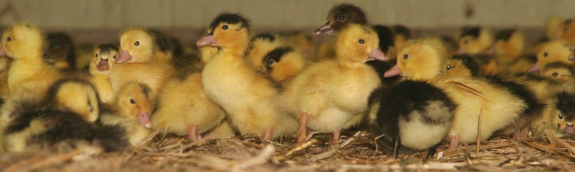 Ferme de Palayret - Canard