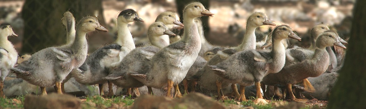 Ferme de Palayret - Canard